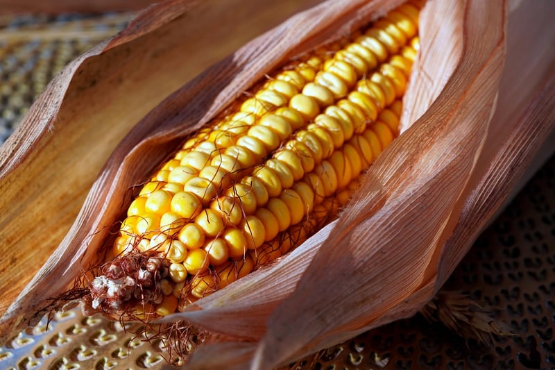 Grilled Corn on the Cob